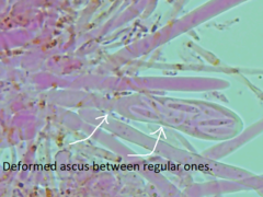 Mitrula lunulatospora