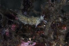 Diaphoreolis viridis