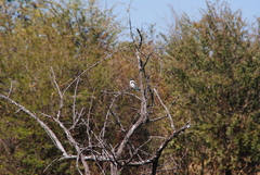 Halcyon chelicuti chelicuti