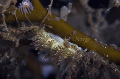 Diaphoreolis viridis