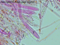 Mitrula lunulatospora