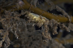 Diaphoreolis viridis