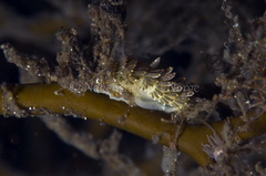 Diaphoreolis viridis