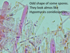 Mitrula lunulatospora