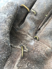 Dione glycera