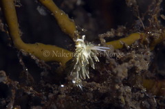 Diaphoreolis viridis