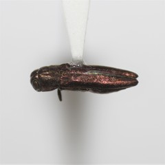 Agrilus cupreonitens