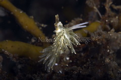 Diaphoreolis viridis