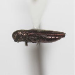 Agrilus cupreonitens
