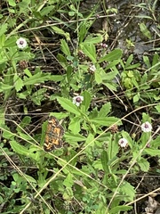 Phyciodes phaon