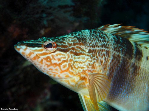 Butterfly-winged Comber