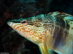 Serranus papilionaceus