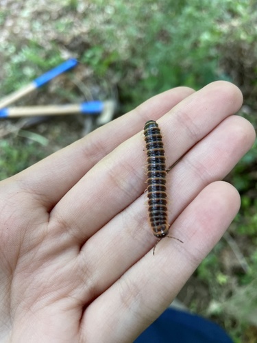 Salmon Cherry Millipede