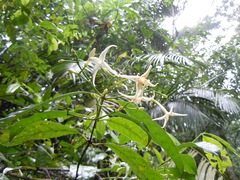 Faramea occidentalis