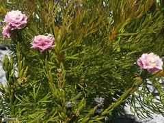 Lachnaea densiflora