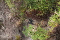 Caracal caracal caracal