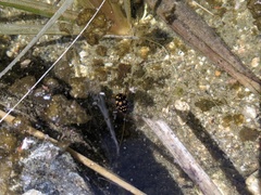 Thermonectus