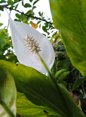 Spathiphyllum wallisii