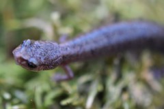 Plethodon angusticlavius