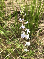 Lobelia appendiculata