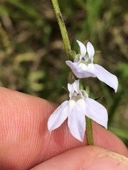 Lobelia appendiculata