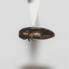 Acmaeodera neoneglecta