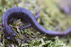 Plethodon angusticlavius