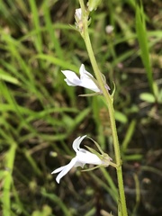 Lobelia appendiculata