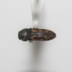 Acmaeodera opuntiae
