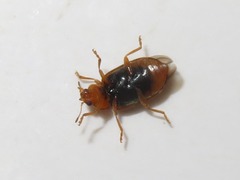 Coccidula scutellata