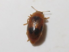 Coccidula scutellata