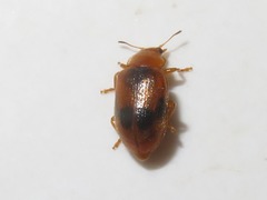 Coccidula scutellata