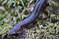 Plethodon angusticlavius