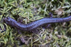 Plethodon angusticlavius