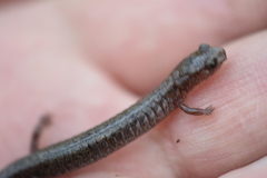 Plethodon angusticlavius