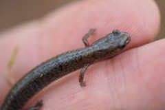 Plethodon angusticlavius