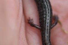 Plethodon angusticlavius