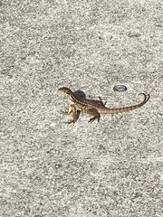 Leiocephalus carinatus