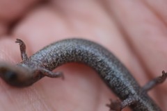 Plethodon angusticlavius