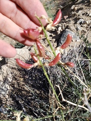 Astragalus pachypus