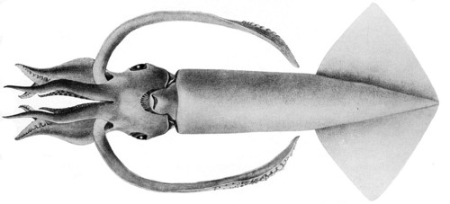 Orangeback Squid