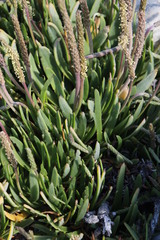 Plantago carnosa
