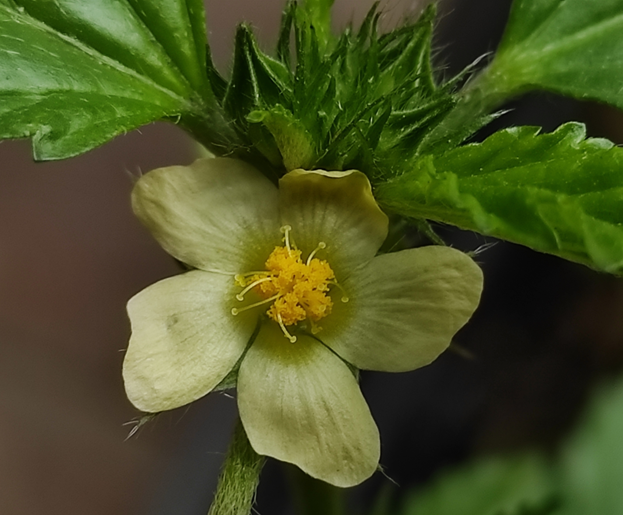 Malvastrum coromandelianum