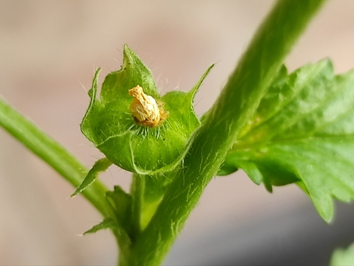 Malvastrum coromandelianum