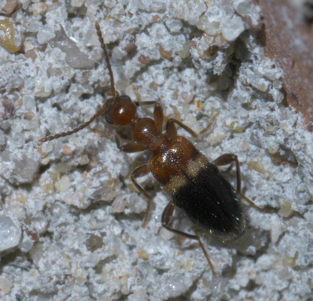 Malporus cinctus