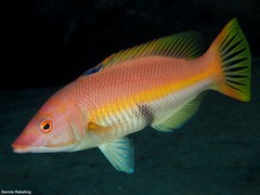 Bodianus scrofa