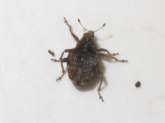 Rhinoncus bruchoides