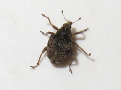 Rhinoncus bruchoides