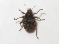 Rhinoncus bruchoides