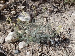 Astragalus pachypus